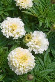 Tagetes White Marigolds Annual Flowers Flower Stock Photography White Flowering Plants White Flowers