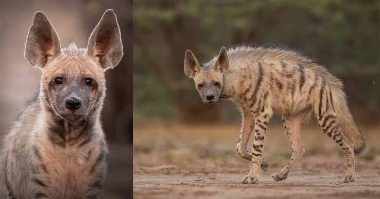 Photographer Braves 115 F Heat for Two Months to Shoot 'Rare' Hyena | PetaPixel