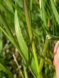 Image result for Agrostis isopholis
