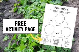 Plant life cycle stages worksheet. Plant Life Cycle Stages Free Coloring Page Mom Life Made Easy