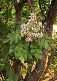 Image result for Philenoptera wankieënsis