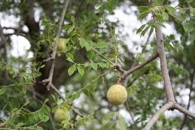 Image result for Sclerocarya birrea
