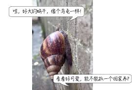 Maybe you would like to learn more about one of these? å¤§é›¨åŽéåœ°çˆ¬çš„å¤§èœ—ç‰› ä¸ºå•¥ä¸èƒ½è®©å­©å­ç¢° çŸ¥ä¹Ž