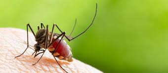 Image result for mosquito bite