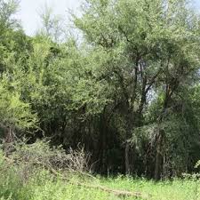 Image result for Croton megalobotrys