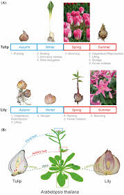 Because there are many names for a plant, i try the best to use the most common name. Life Cycle And Architecture Of Tulip And Lily Bulbs A Tulip And Lily Download Scientific Diagram