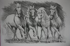 Disegni A Matita Quattro Cavalli Azione Galoppo Sfondo Bianco Nero Muscoli Evidenza Grazie Ombre Disegnare Animali Disegni Di Cavalli Schizzo Di Cavallo