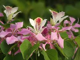 Image result for Bauhinia monandra