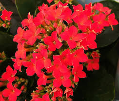 Image result for Kalanchoe hametiorum