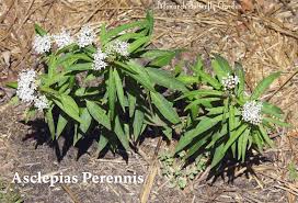 Image result for Asclepias albens