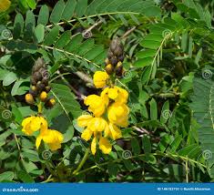 Image result for Senna didymobotrya
