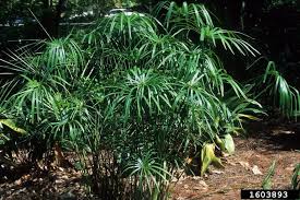 Image result for Cyperus sp.no.7