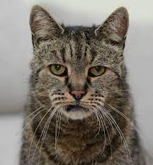 Si vous êtes l'heureux propriétaire d'un chat, vous redoutez probablement le jour où votre petite boule de poils vous quittera. Nice Meet Nutmeg The Cat The 31 Year Old Cat The Oldest Living Cat In The World Chat Grincheux Chat Chat Mignon