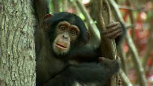 Other topics discussed are dinosaurs and how our ancestors evolved. How To Grow A Planet E01 Life From Light Youtube