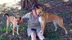 Rockhampton regional council acknowledges australia's aboriginal and torres strait islander peoples as the traditional custodians of the lands on which we live, learn and work. Rockhampton Zoo Benefits From 500 000 Upgrade Australasian Leisure Management