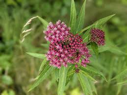 Image result for Asclepias aurea