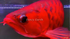 گران ترین ماهی های استوایی در جهان: آروانای سرخ