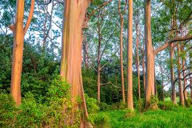 I had a super axe aussie built 20 ton vertical and would just know when not to bother with some bits of gum. Popular Gum Trees Found In Several Plant Genera