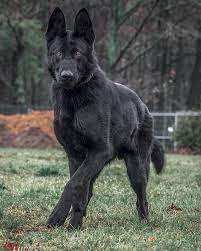majestic lucask9team germanshepherds germanshepherdmemes germanshepherdphotos germanshepherddog gsdstagram germans malinois hund hunde schwarze hunde
