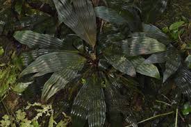 Image result for Gnidia chapmanii