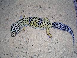 When geico accelerated past allstate. Eublepharis Wikipedia