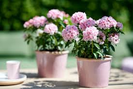 Image result for Loxogramme latifolia