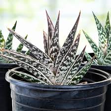 Image result for Aloe canis