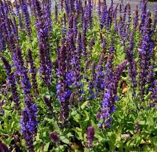 Garden (outdoor area containing one or more types of plants, usually plants grown for food or ornamental purposes) orchard (garden or an area of land. Garten Bluten Salbei