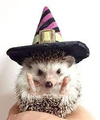 Biddy The Hedgehog Has Passed Away Pet Halloween Costumes Pet Costumes Halloween Animals