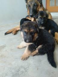 It's not as easy as chucking a male. German Shepherd Puppies For Sale In Lucknow Uttar Pradesh