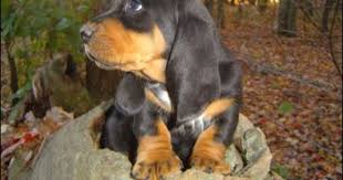 Black And Tan Coonhound For Sale In Michigan Coonhound Basset Hound Puppy Basset Puppies Basset Hound Puppy Hound Puppies