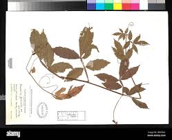Image result for Paullinia pinnata