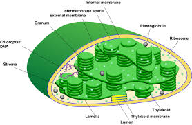 What Is The Function Of Chloroplast And Leucoplast? - Quora