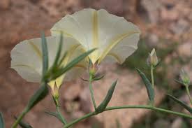 Image result for Convolvulus aschersonii