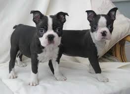 This perfect pup is a family. Boston Terrier Puppies For Sale Buffalo Ny Petswithlove Us