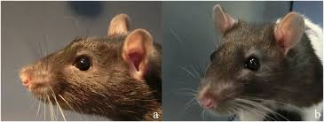 Facial Indicators Of Positive Emotions In Rats Illustration of a grey cartoon rat peeking round pointing at sign. facial indicators of positive emotions