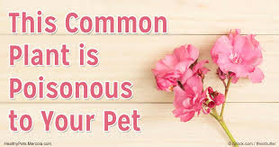 All parts of the oleander plant is in fact, toxic to dogs. The Dangers Of Oleander Toxicosis To Pets