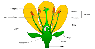 Flowers have both female and male reproductive parts. Sketch The Reproductive Parts Of A Flower Class 11 Biology Cbse