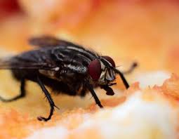 Katanya boleh halau nyamuk juga. Petua Halau Lalat Archives Rasa