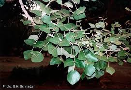 Image result for Erythrina abyssinica × lysistemon