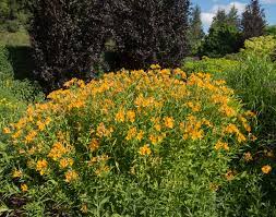 Cereus peruvianus is an under appreciated fast growing cactus with delicious fruit. Alstroemeria Peruvian Lily Care Growing Tips Horticulture