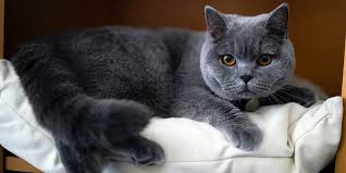 Best Indoor Cat Breeds: Find your Perfect Cat | Perfect Fit™