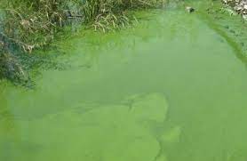 As they grow, we have an even more acute lack of space, and process ever growing waste. Why Pond Algae Occurs And How To Get Rid Of It