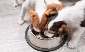 A cup of chicken on rice contains between 350 and 400 calories. Wet Vs Dry Should I Feed My Dog Wet Or Dry Food