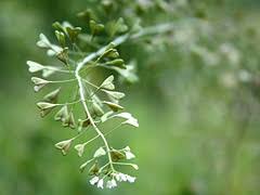 Internetový obchod s produkty pro zdraví. Rozrazil Rezekvitek Kouzelne Bylinky Ceska Televize