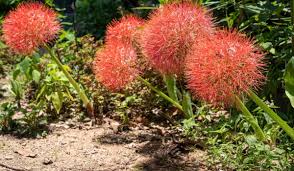 Image result for Scadoxus multiflorus