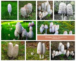 Image result for Coprinus comatus