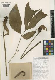 Image result for Anchomanes