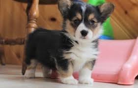 Breed and raised in a loving farm setting. Pembroke Welsh Corgi Puppies For Sale San Diego Ca 296200