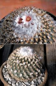 How to grow care for a christmas cactus, a succulent plant that flowers around xmas. Home Grown Cactus Tips From A Master Grower